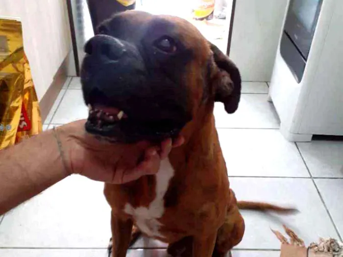 Cachorro ra a BOXER PURO idade 3 anos nome SPIKE