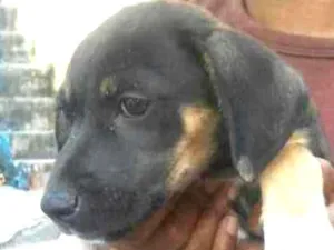 Cachorro raça SRD idade 2 a 6 meses nome Filhote sem nome 1