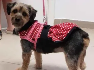 Cachorro raça SRD idade 1 ano nome Molly