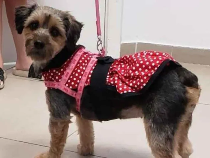 Cachorro ra a SRD idade 1 ano nome Molly
