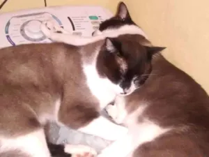 Gato raça mestiço siames idade 2 anos nome rabudinho