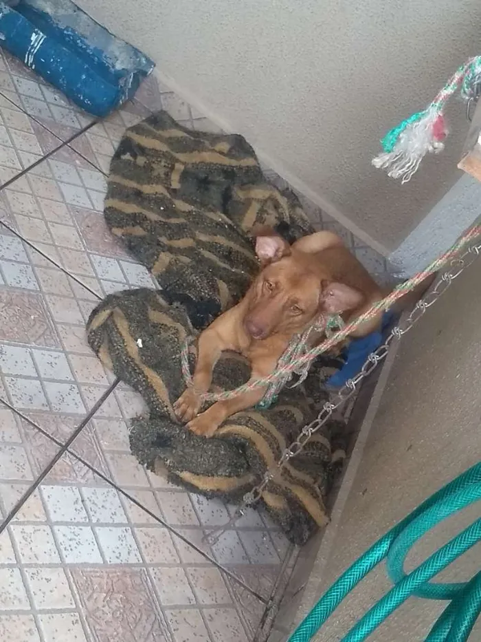 Cachorro ra a Vira lata  idade 3 anos nome Rebeca