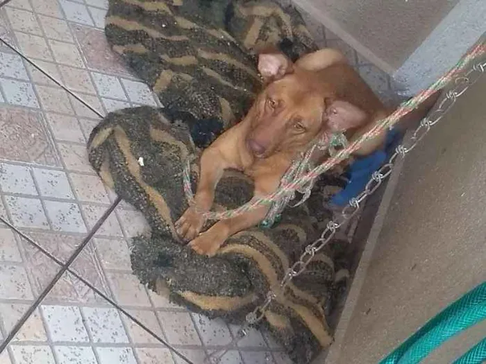 Cachorro ra a Vira lata  idade 3 anos nome Rebeca