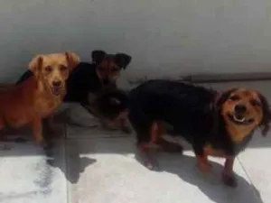Cachorro raça Pinscher com vira-lata raça pe idade  nome Pingo Nina cristal