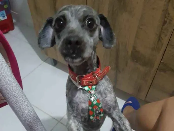 Cachorro ra a Vira-lata idade 2 anos nome Duke