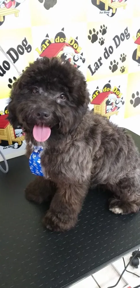 Cachorro ra a Poodle  idade 1 ano nome Boby