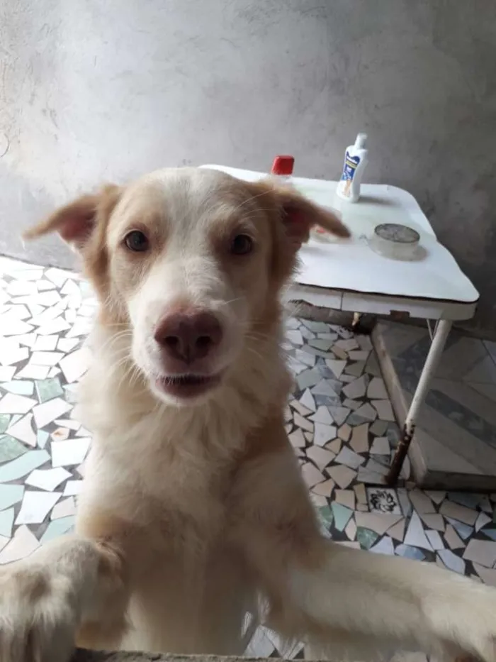 Cachorro raça viralata idade  nome pascal