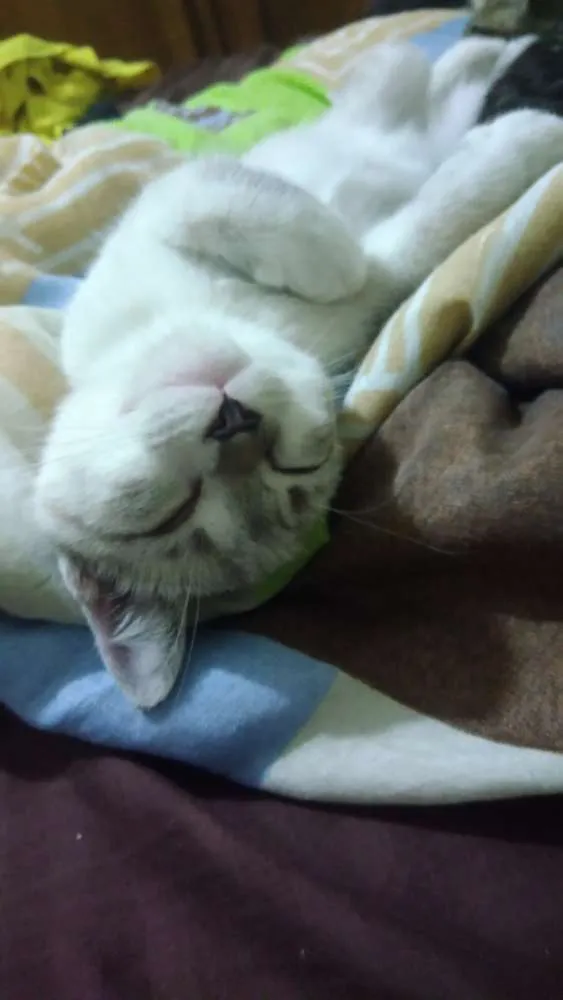 Gato ra a Srd idade 2 a 6 meses nome Pérola