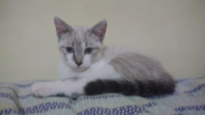 Gato ra a Srd idade 2 a 6 meses nome Pérola