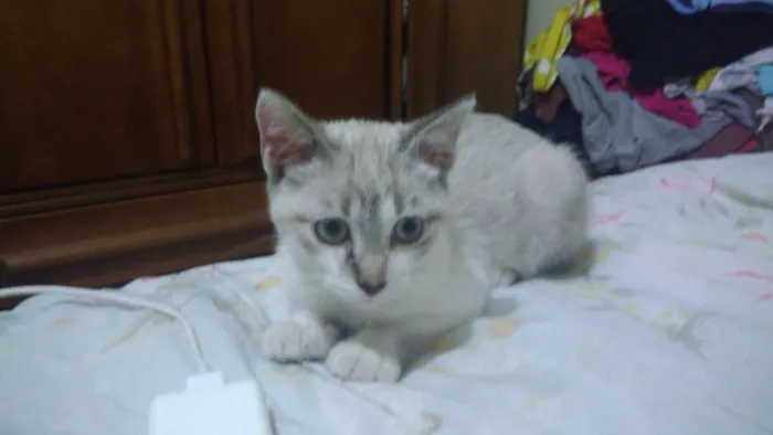Gato ra a Srd idade 2 a 6 meses nome Pérola