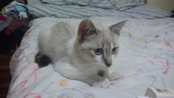 Gato ra a Srd idade 2 a 6 meses nome Pérola