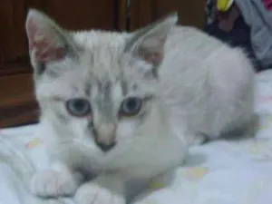 Gato raça Srd idade 2 a 6 meses nome Pérola