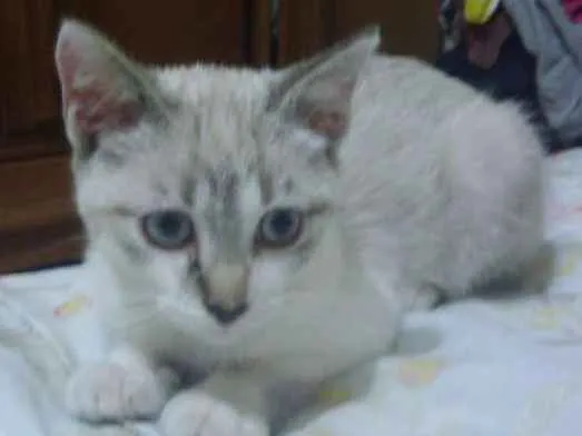 Gato ra a Srd idade 2 a 6 meses nome Pérola