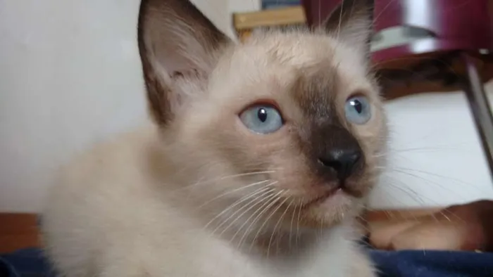 Gato ra a  idade Abaixo de 2 meses nome SEM NOME