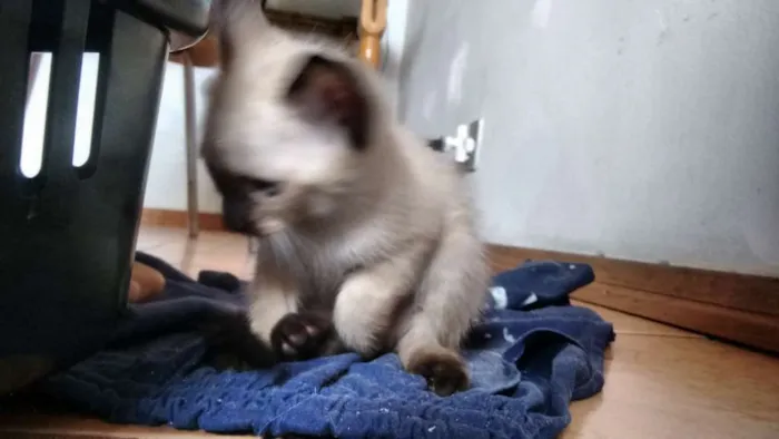 Gato ra a  idade Abaixo de 2 meses nome SEM NOME