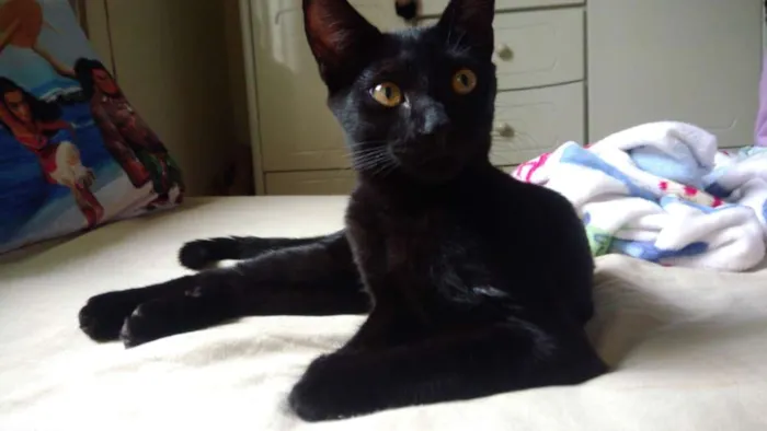 Gato ra a Srd idade 2 a 6 meses nome Thunder