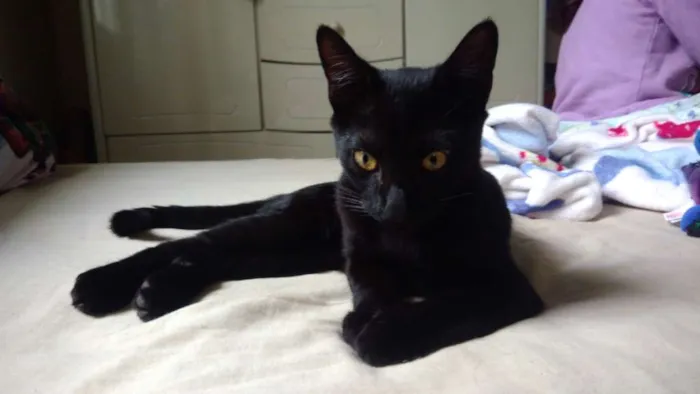 Gato ra a Srd idade 2 a 6 meses nome Thunder
