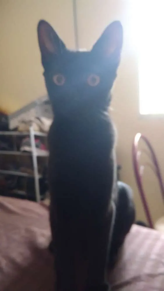 Gato ra a Srd idade 2 a 6 meses nome Thunder