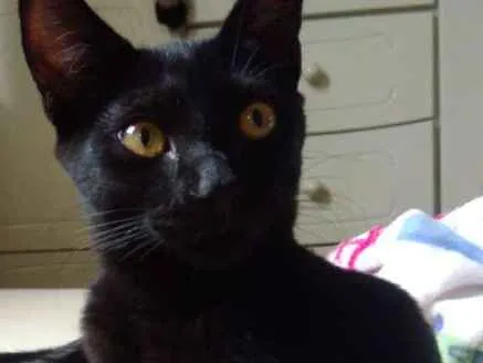 Gato ra a Srd idade 2 a 6 meses nome Thunder