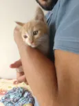 Tigrinho