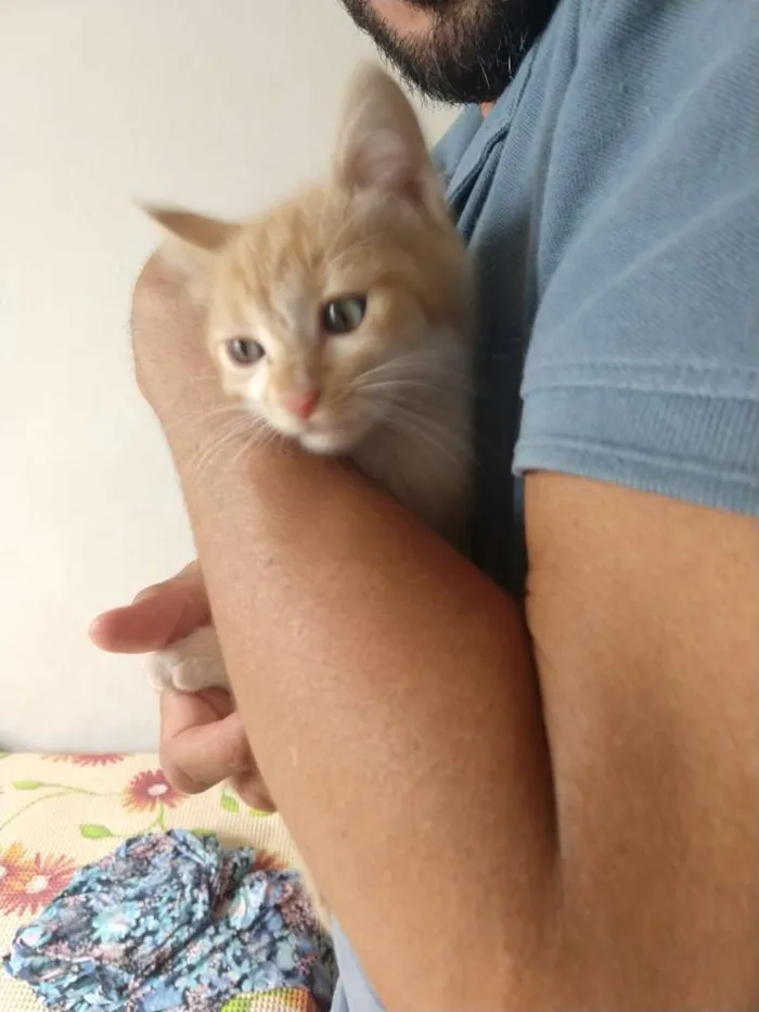 Gato raça SRD idade 2 a 6 meses nome Tigrinho