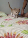 Tigrinho