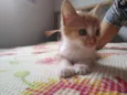 Tigrinho