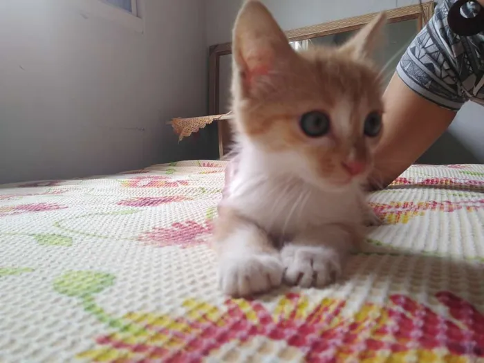 Gato raça SRD idade 2 a 6 meses nome Tigrinho