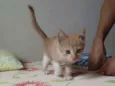 Tigrinho