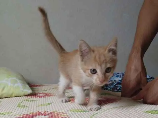 Gato raça SRD idade 2 a 6 meses nome Tigrinho