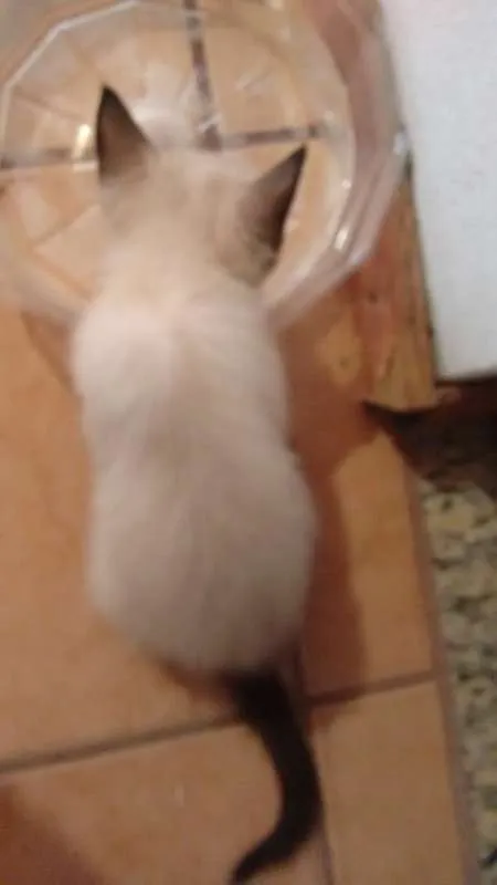 Gato ra a  idade Abaixo de 2 meses nome SEM NOME