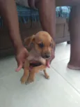 Cacau, Caramelo