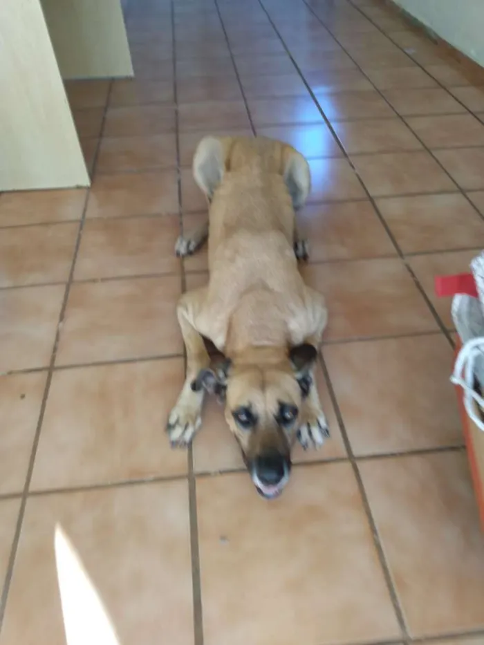 Cachorro ra a Fila com dog alemão idade 5 anos nome Dolly