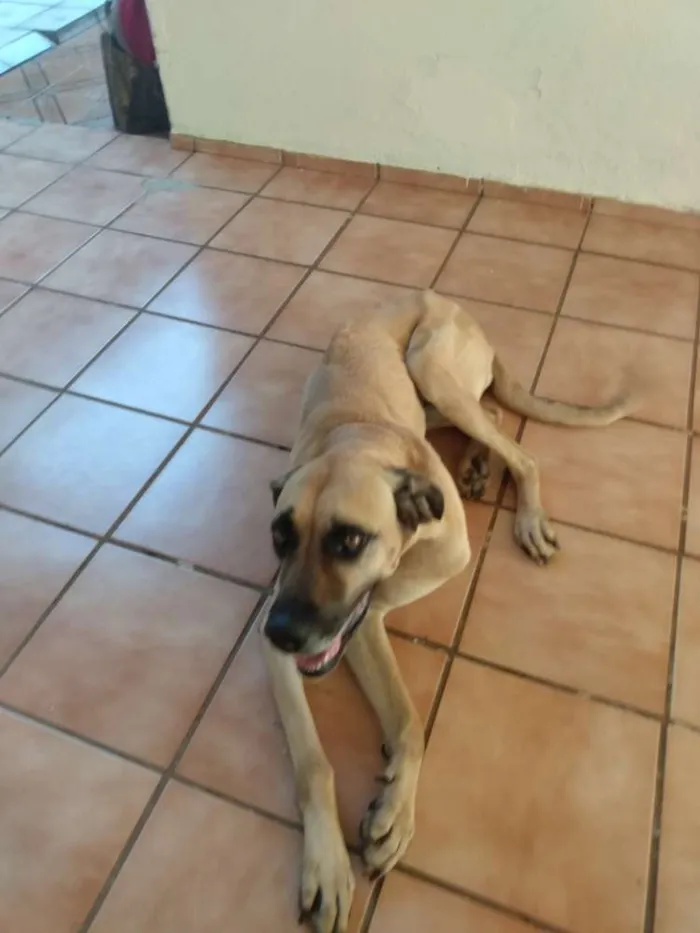 Cachorro ra a Fila com dog alemão idade 5 anos nome Dolly