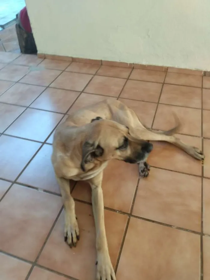Cachorro ra a Fila com dog alemão idade 5 anos nome Dolly