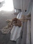 Cacau, Caramelo