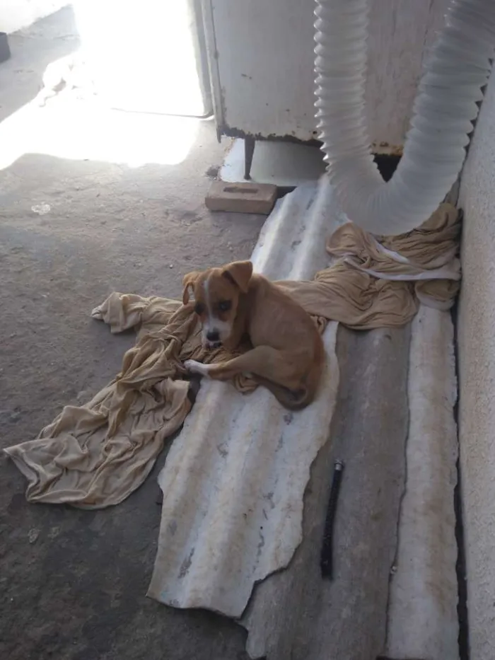 Cachorro raça Misturada idade 2 a 6 meses nome Cacau, Caramelo