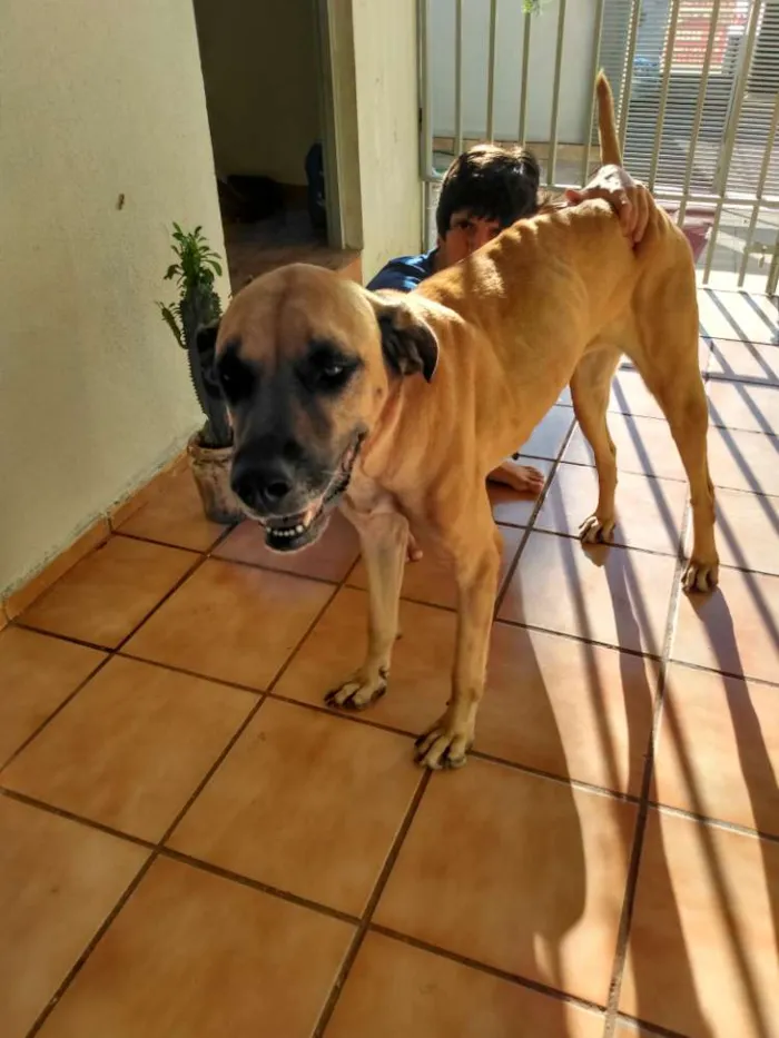 Cachorro ra a Fila com dog alemão idade 5 anos nome Dolly