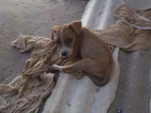 Cachorro raça Misturada idade 2 a 6 meses nome Cacau, Caramelo