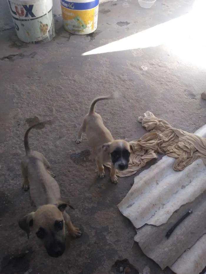 Cachorro raça Misturada idade 2 a 6 meses nome Cacau, Caramelo