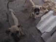 Cacau, Caramelo