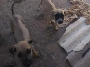 Cachorro raça Misturada idade 2 a 6 meses nome Cacau, Caramelo