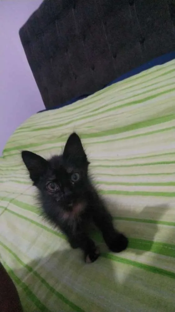 Gato ra a Vira lata idade Abaixo de 2 meses nome Pulguinha