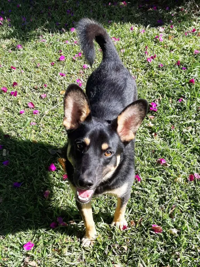 Cachorro ra a Pastor Alemão  idade 2 anos nome Tobby 
