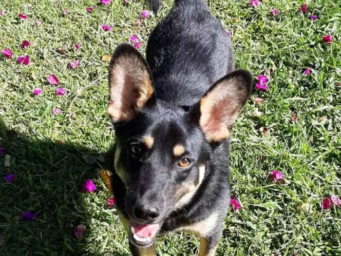 Cachorro ra a Pastor Alemão  idade 2 anos nome Tobby 