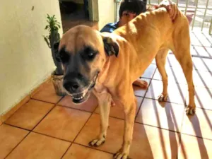 Cachorro raça Fila com dog alemão idade 5 anos nome Dolly