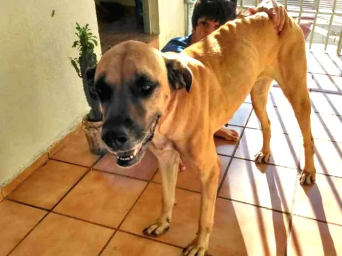 Cachorro ra a Fila com dog alemão idade 5 anos nome Dolly