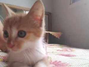 Gato raça SRD idade 2 a 6 meses nome Tigrinho
