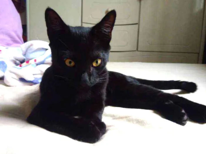 Gato ra a Srd idade 2 a 6 meses nome Thunder