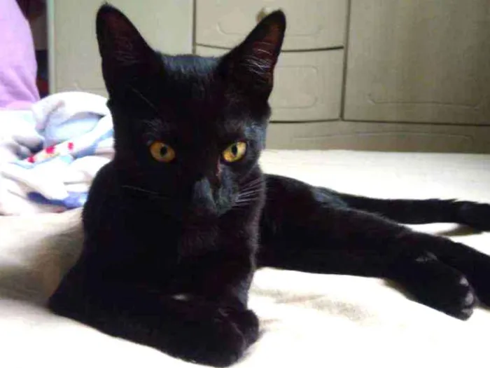 Gato ra a Srd idade 2 a 6 meses nome Thunder
